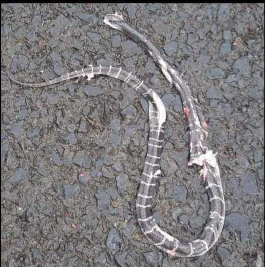 Common Krait / करैत