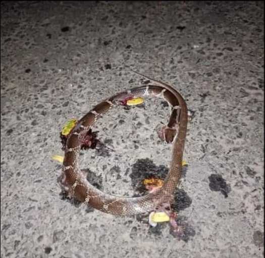 Common Wolf Snake / सामान्य भेड़िया साँप