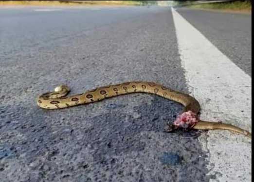 Russell's Viper / रसेल वाइपर