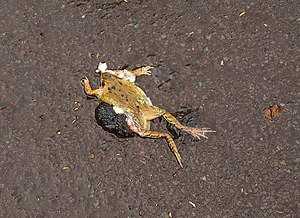 Indian Toad / भारतीय भैसा मेंढक/भारतीय भेक