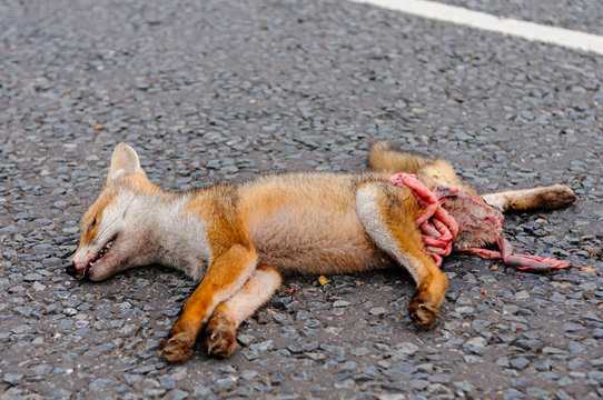 Indian Fox / लोमड़ी