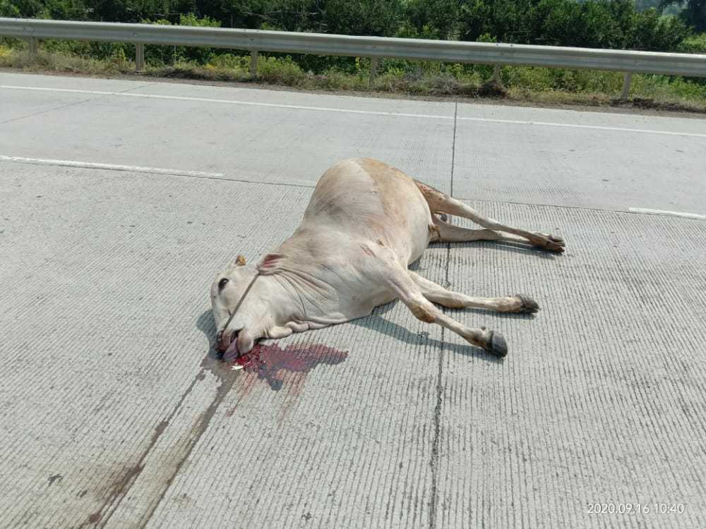 Domestic Cattle / शेळी-मेंढी-गाय-बैल