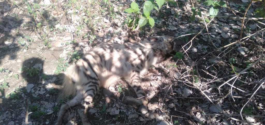 Striped Hyena / लकड़बग्घा