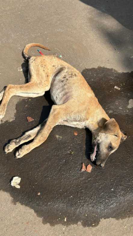 Domestic Dog / कुत्रा - Uncertain