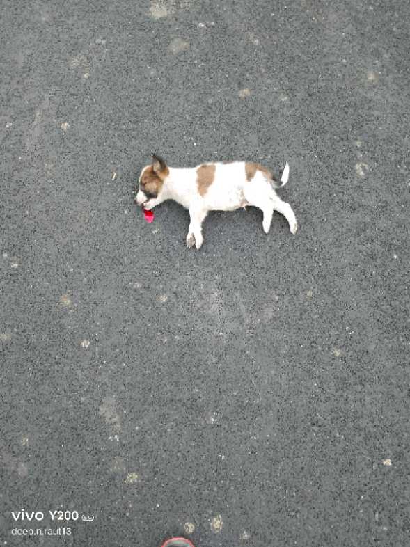 Domestic Dog / कुत्रा - Uncertain