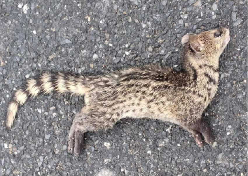 Small Indian Civet / छोटा कस्तूरी बिलाव /छोटा भारतीय बिज्जू