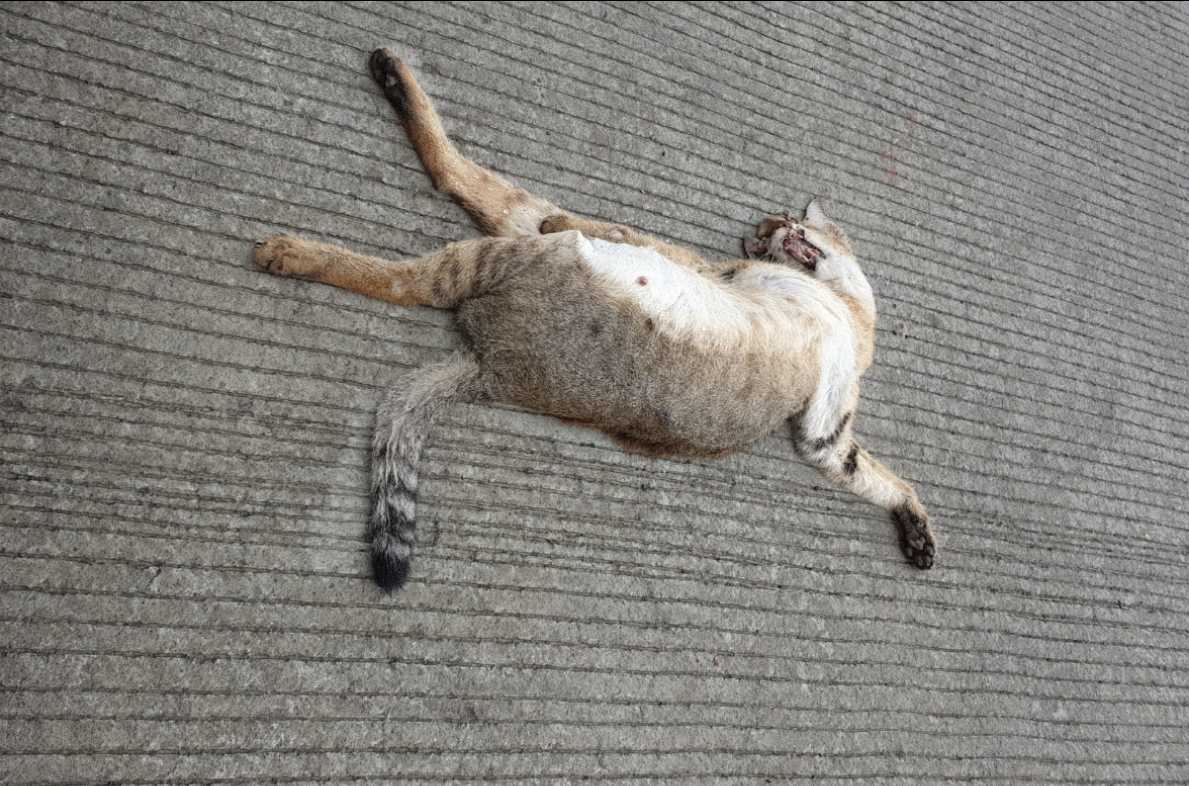 Domestic Cat / मांजर