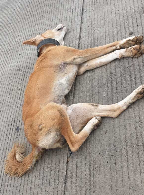 Domestic Dog / कुत्रा