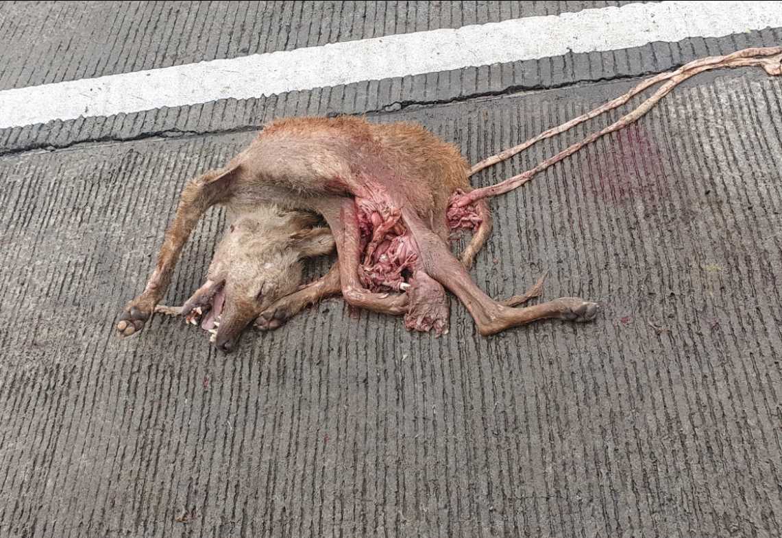 Domestic Dog / कुत्रा