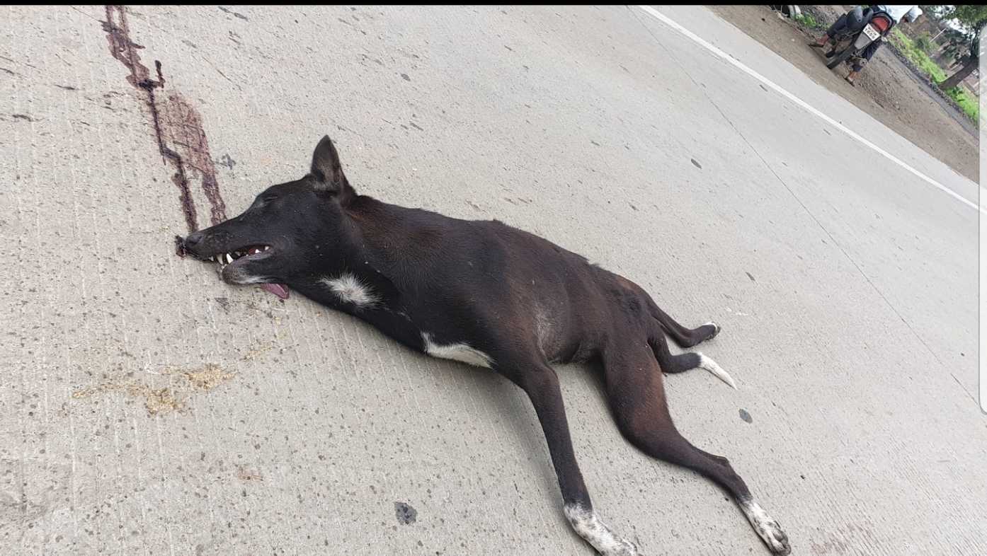 Domestic Dog / कुत्रा