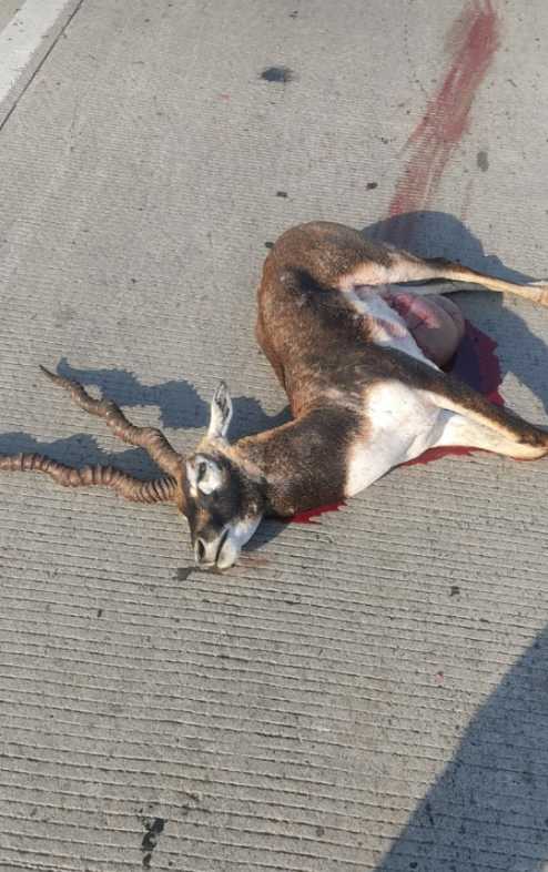Black Buck / काला हिरण