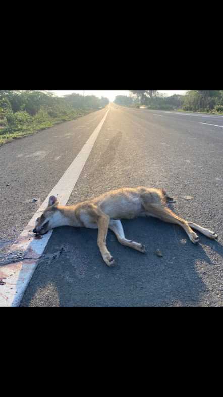 Indian Golden Jackal / सियार