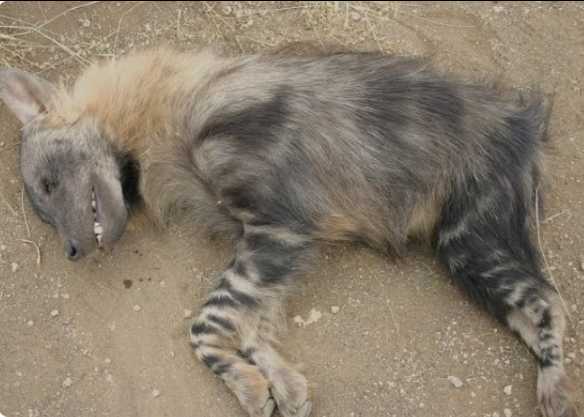 Striped Hyena / लकड़बग्घा