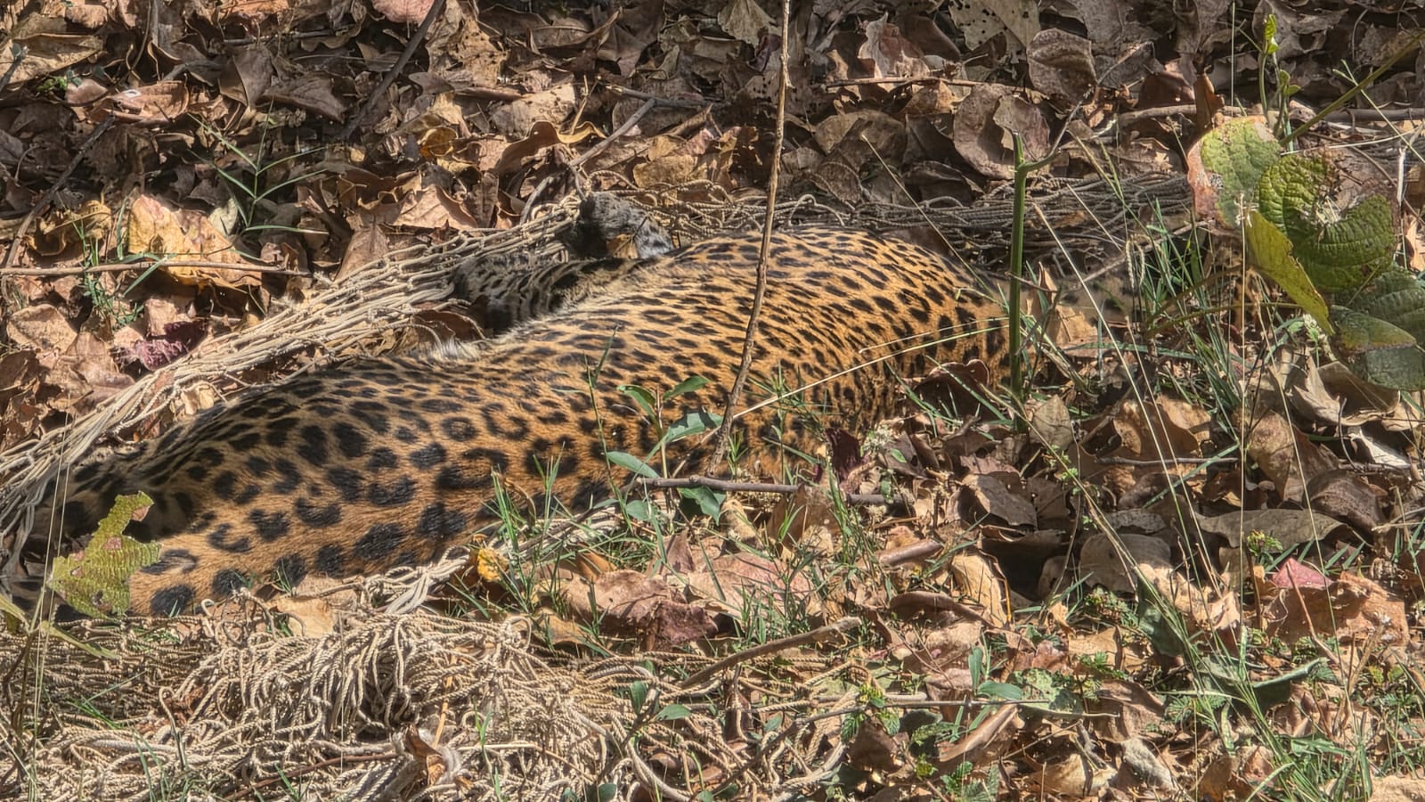 Indian Leopard / तेंदुआ