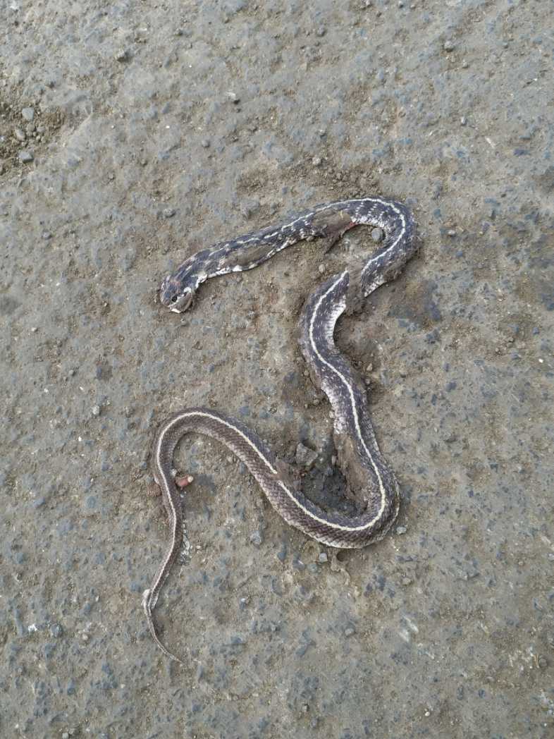 Indian Egg Eater / भारतीय अंडा खाने वाला साँप