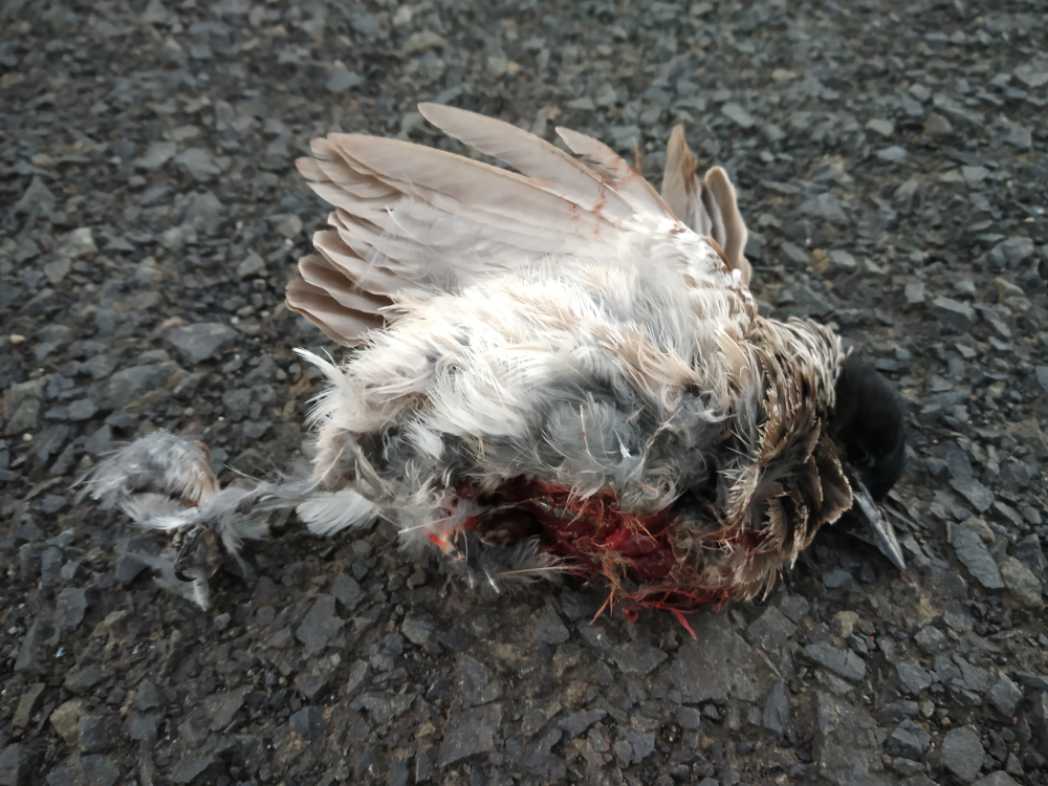 Red-Vented Bulbul / गुलदुम/कालासिर बुलबुल/लाल-गुदा बुलबुल