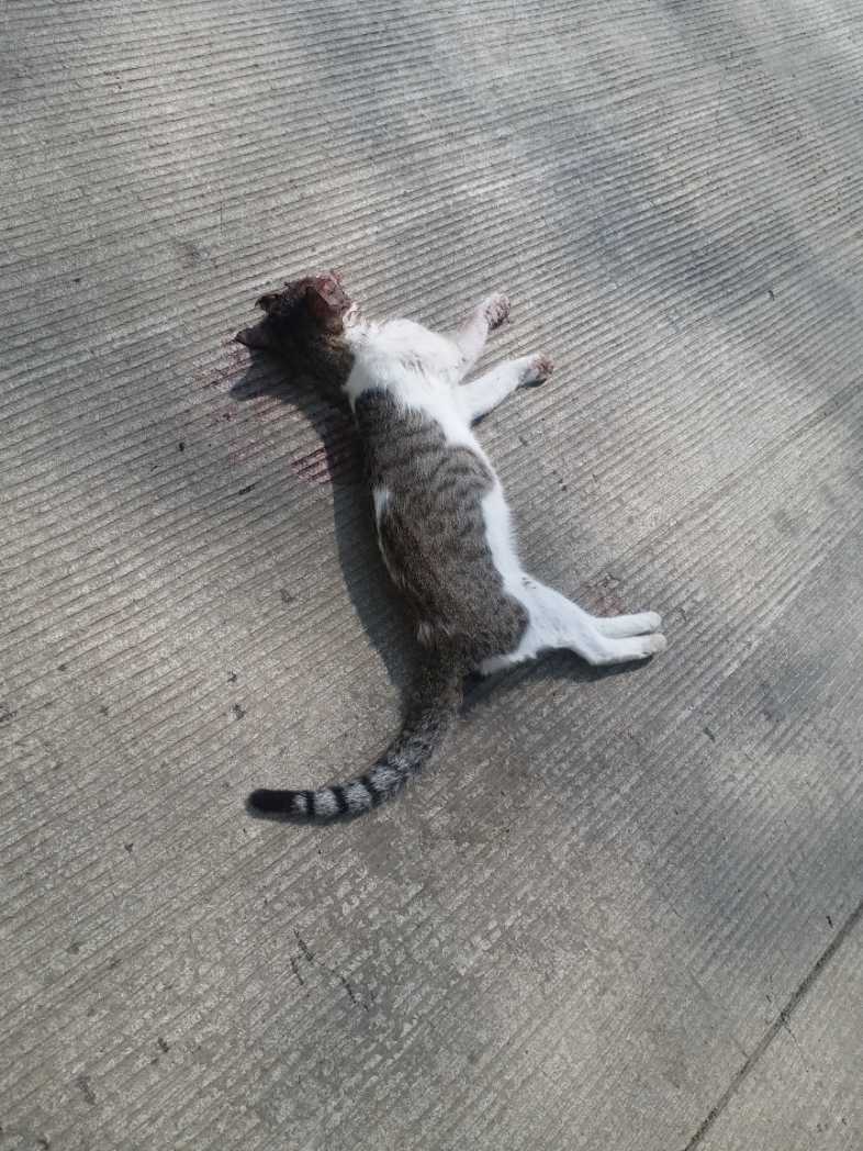 Domestic Cat / मांजर