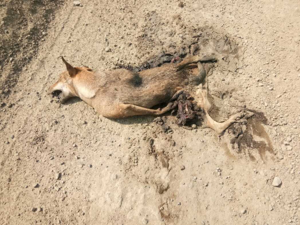 Domestic Dog / कुत्रा