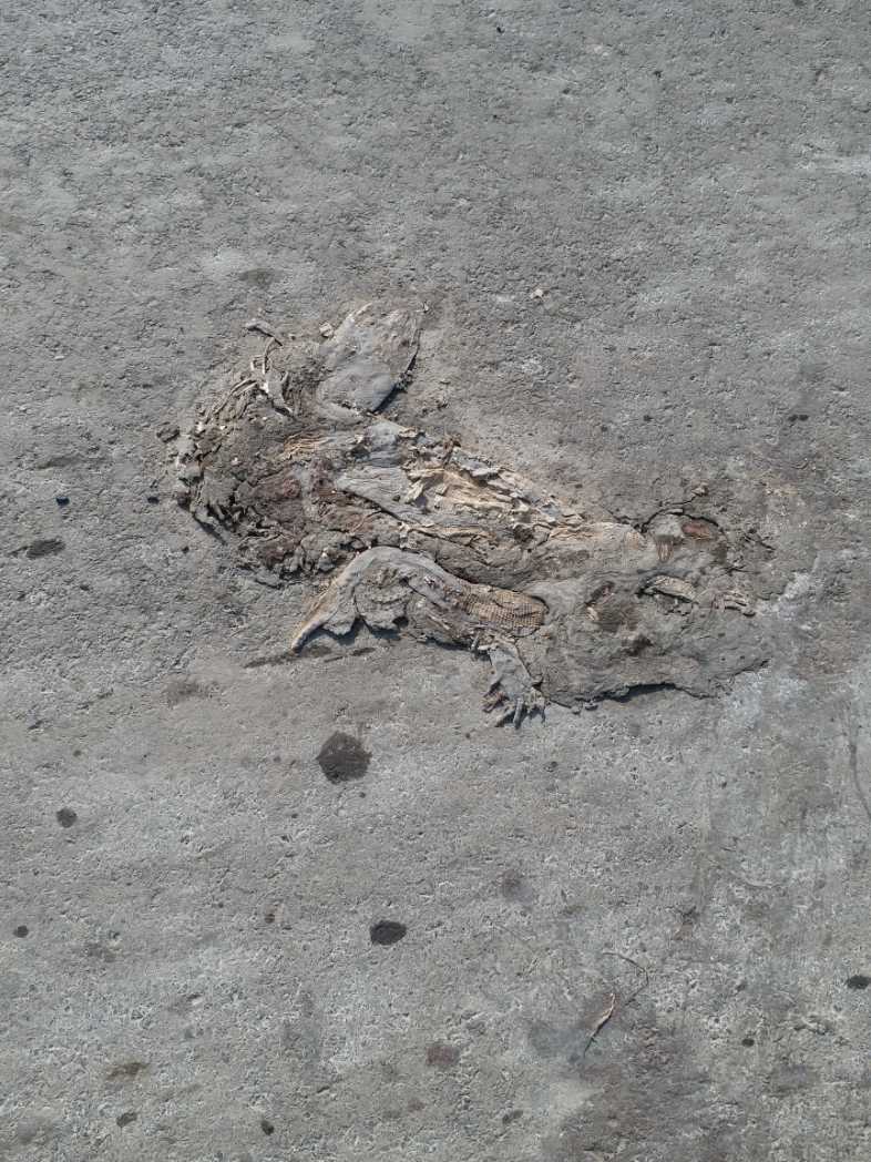 Bengal Monitor Lizard / बंगाल मॉनिटर छिपकली