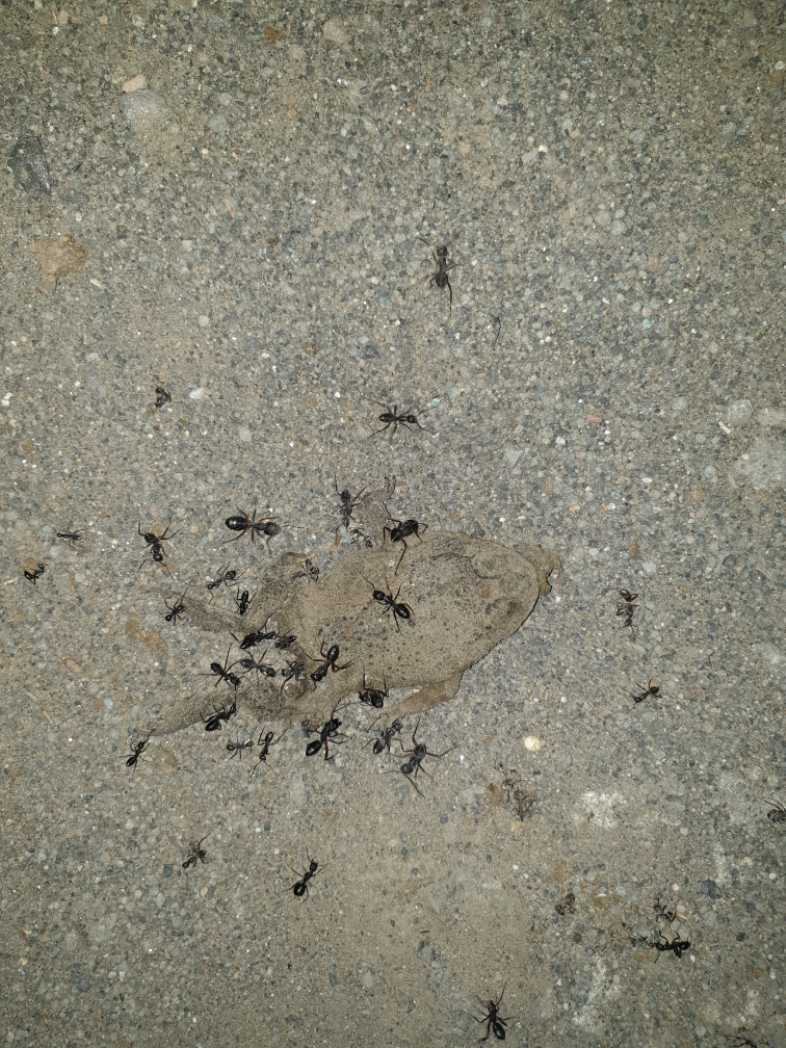 Indian Toad / भारतीय भैसा मेंढक/भारतीय भेक