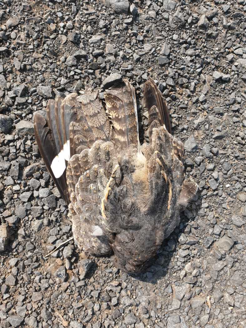 Indian Nightjar / छपका/ भारतीय रात्रिचरी/कपुची