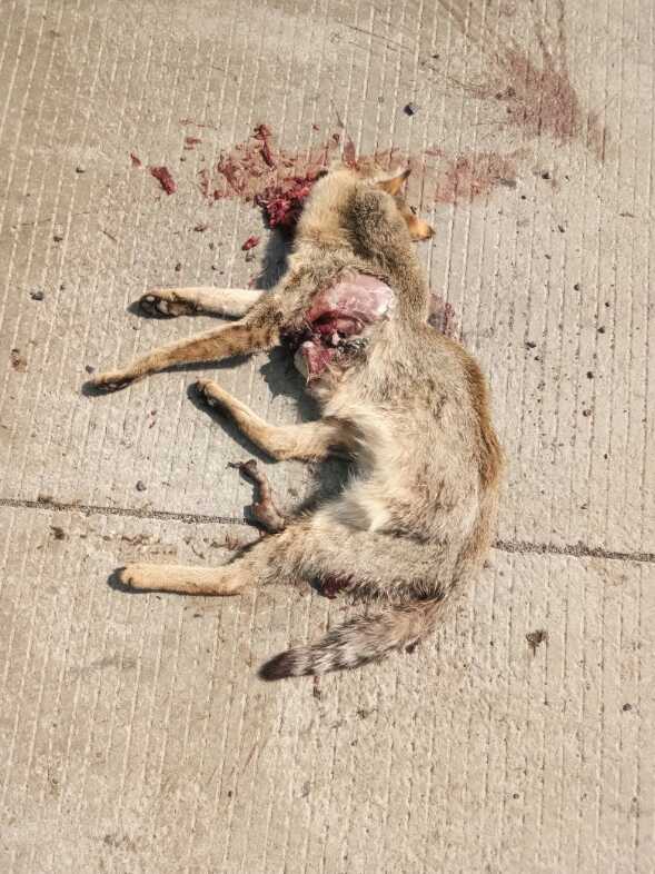 Indian Golden Jackal / सियार