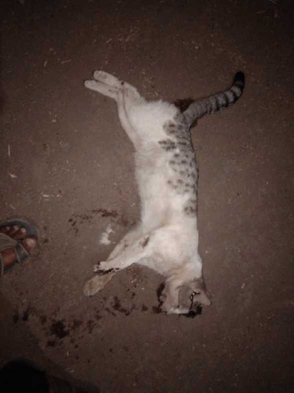 Domestic Cat / मांजर