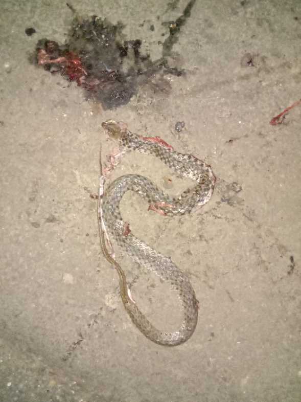 Green Keelback / हरा कीलबैक