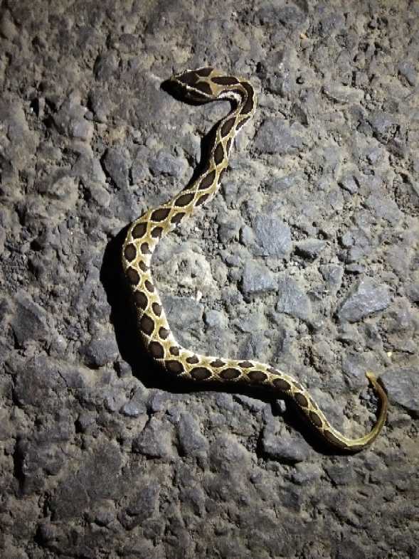 Saw-scaled Viper / सॉ स्केल्ड वाईपर / लहरदार विषैली साँप