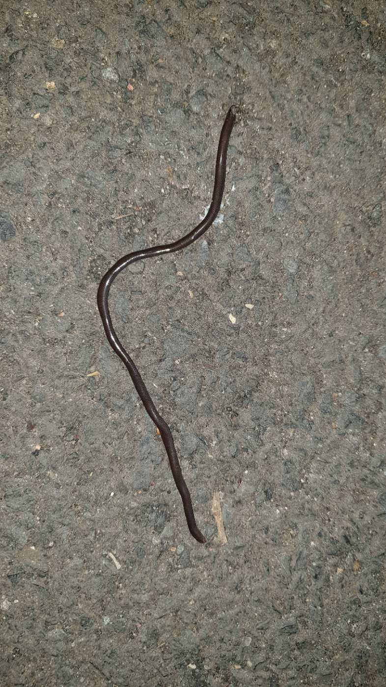 Beaked Worm Snake / चोंच वाला कृमि साँप