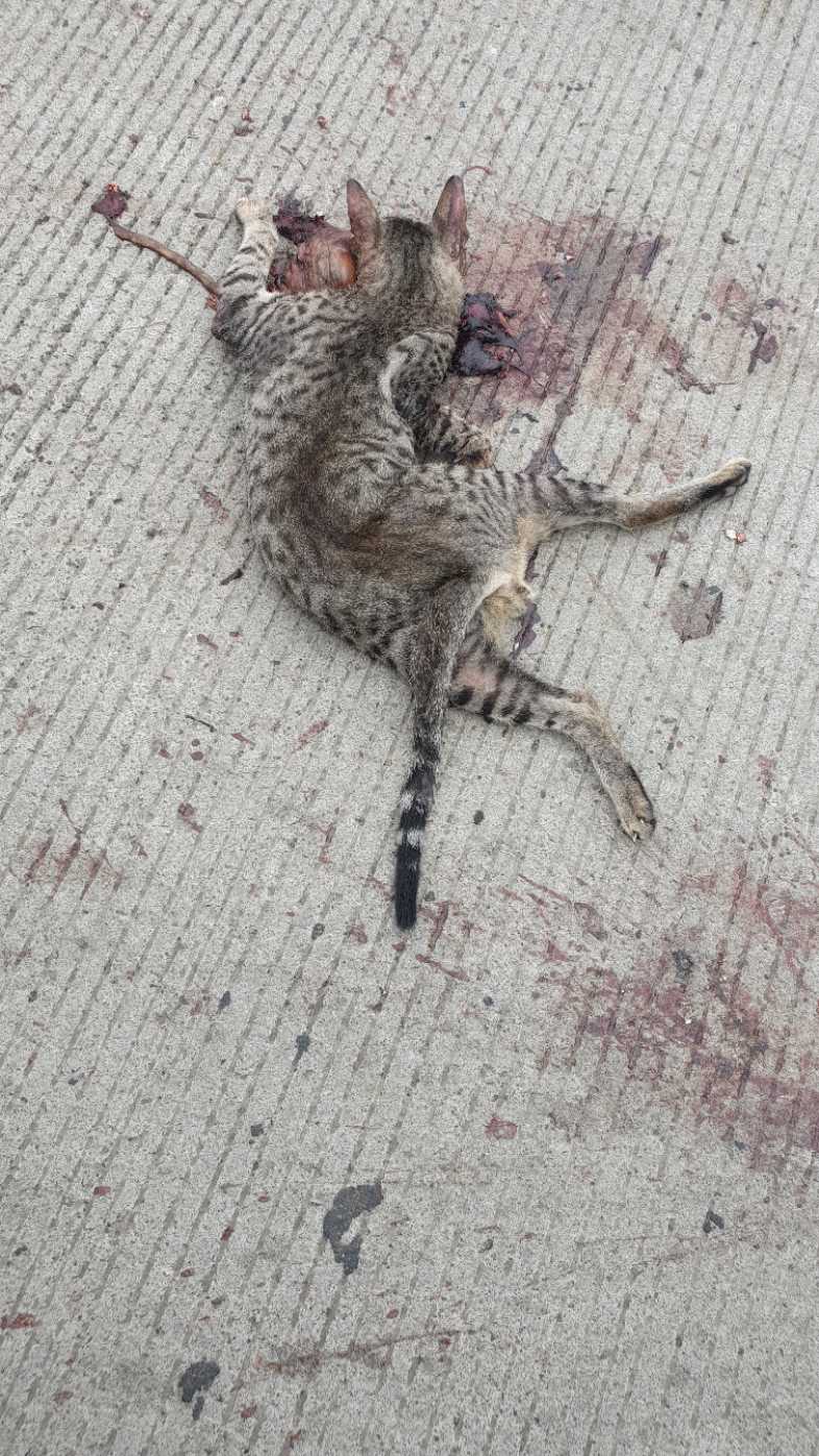 Domestic Cat / मांजर