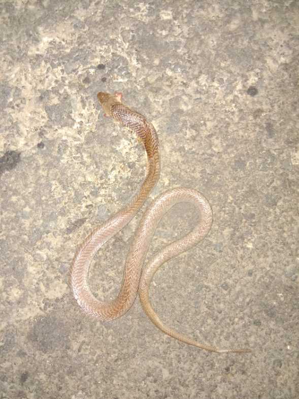 Indian Spectacled Cobra / नाग