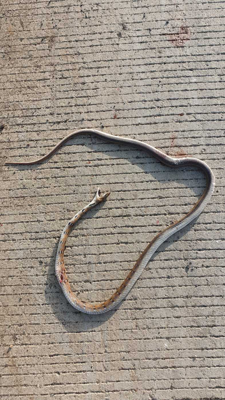 Common Trinket / सामान्य ट्रिंकेट 