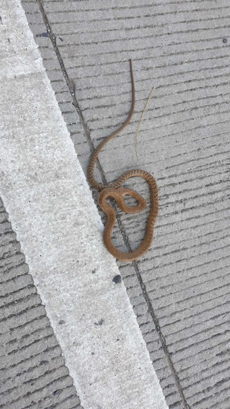 Indian Rat Snake / धामन