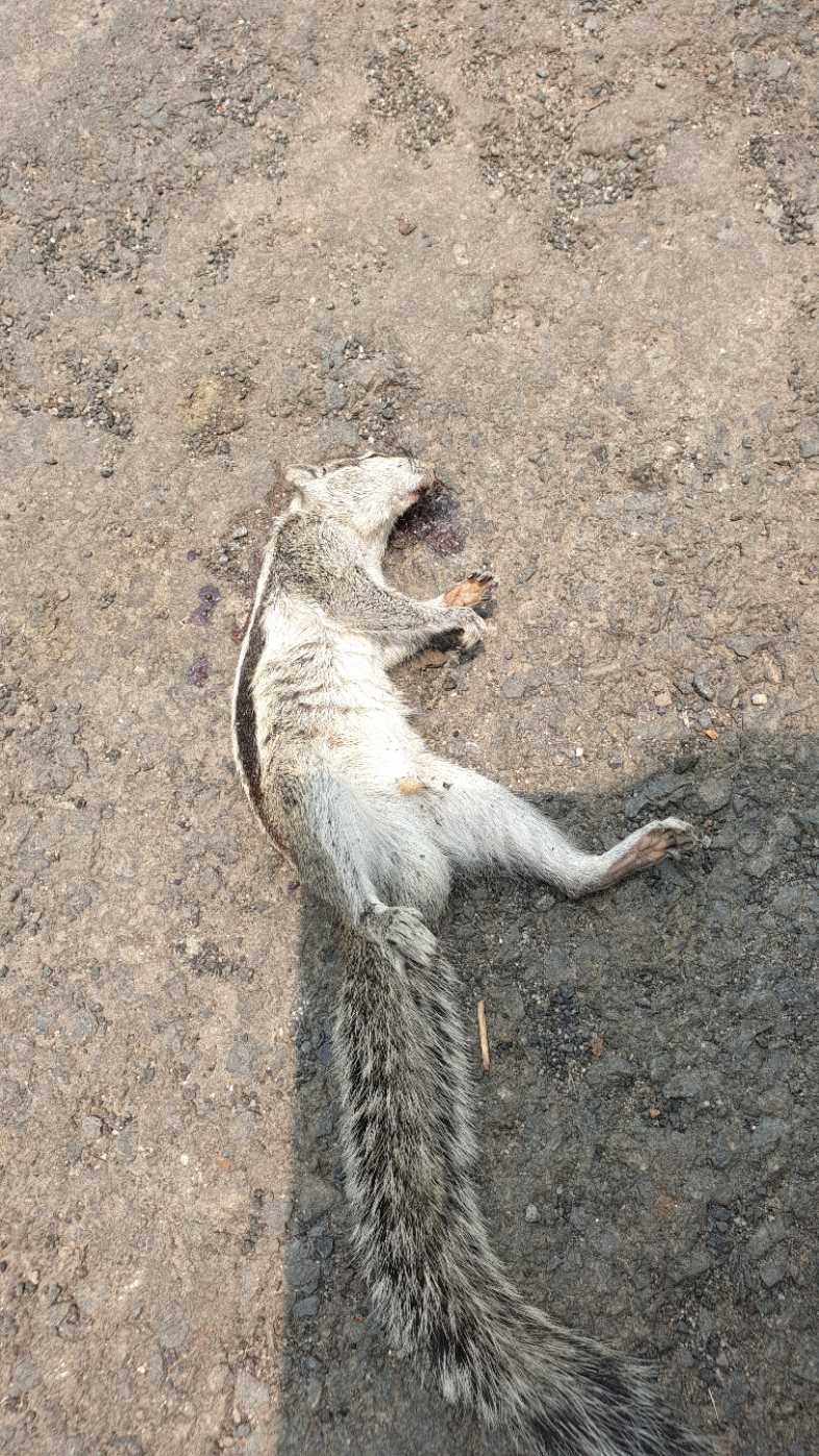 Indian Palm Squirrel / गिलहरी