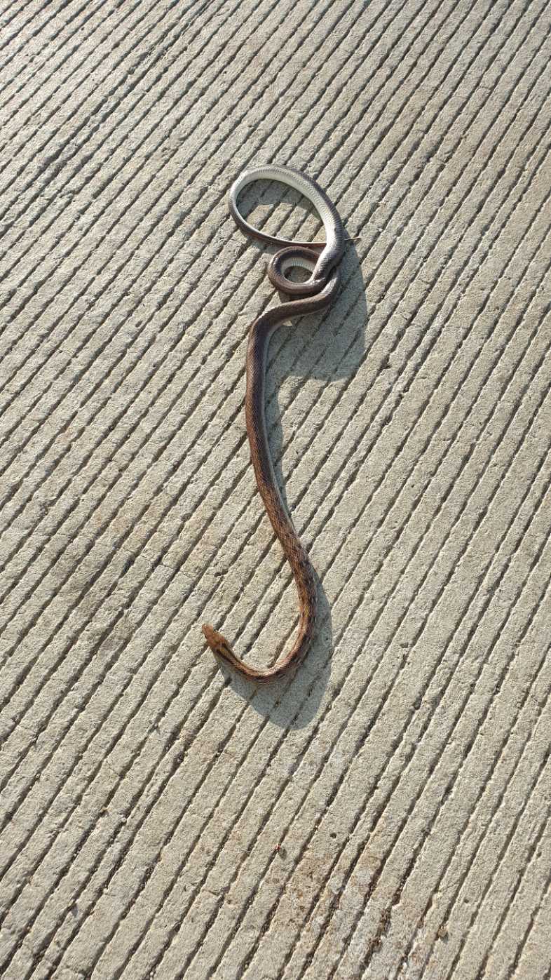 Common Trinket / सामान्य ट्रिंकेट 