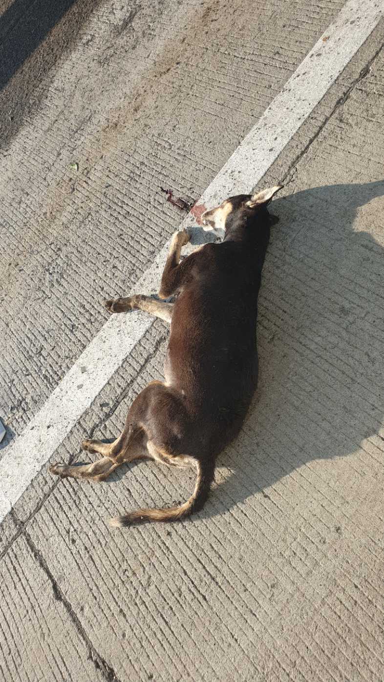 Domestic Dog / कुत्रा