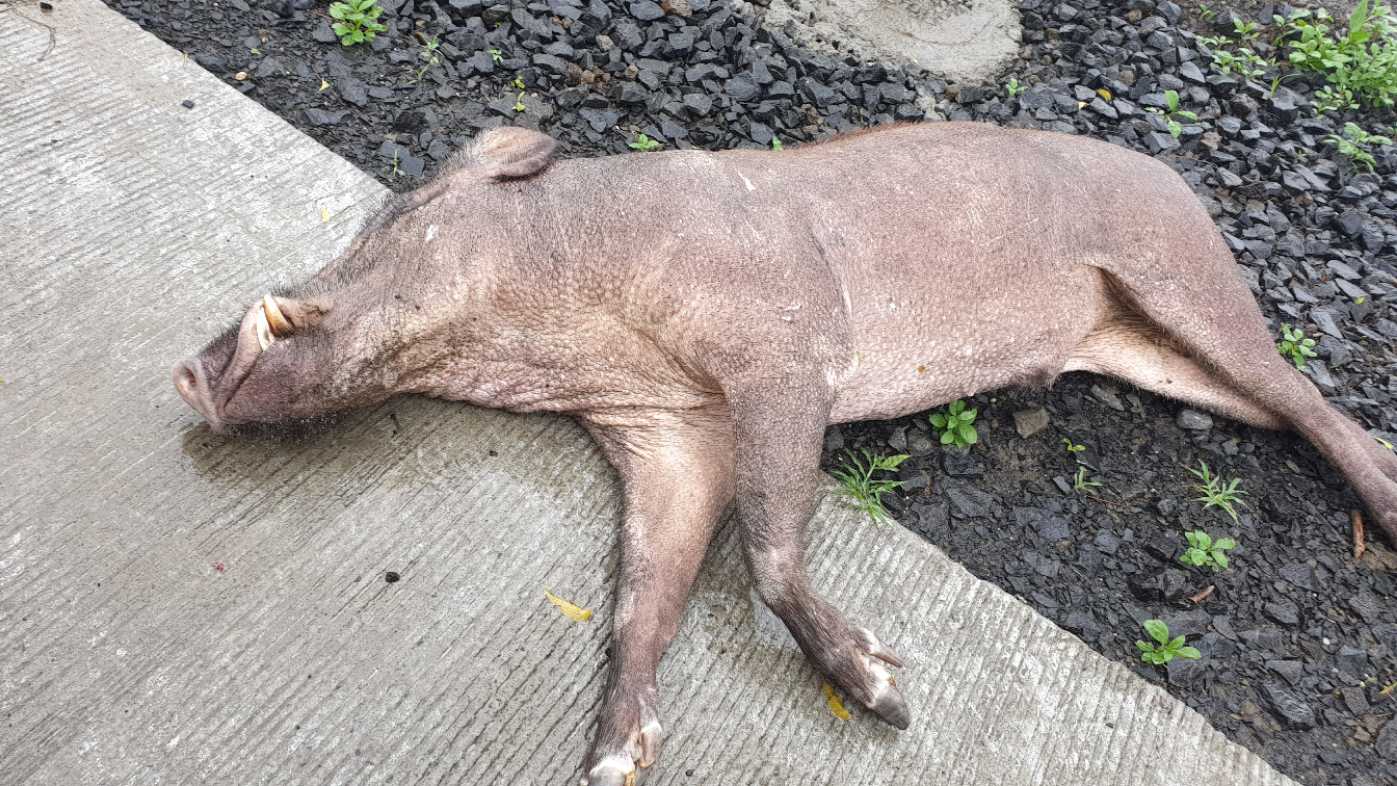 Wild Pig / जंगली सूअर