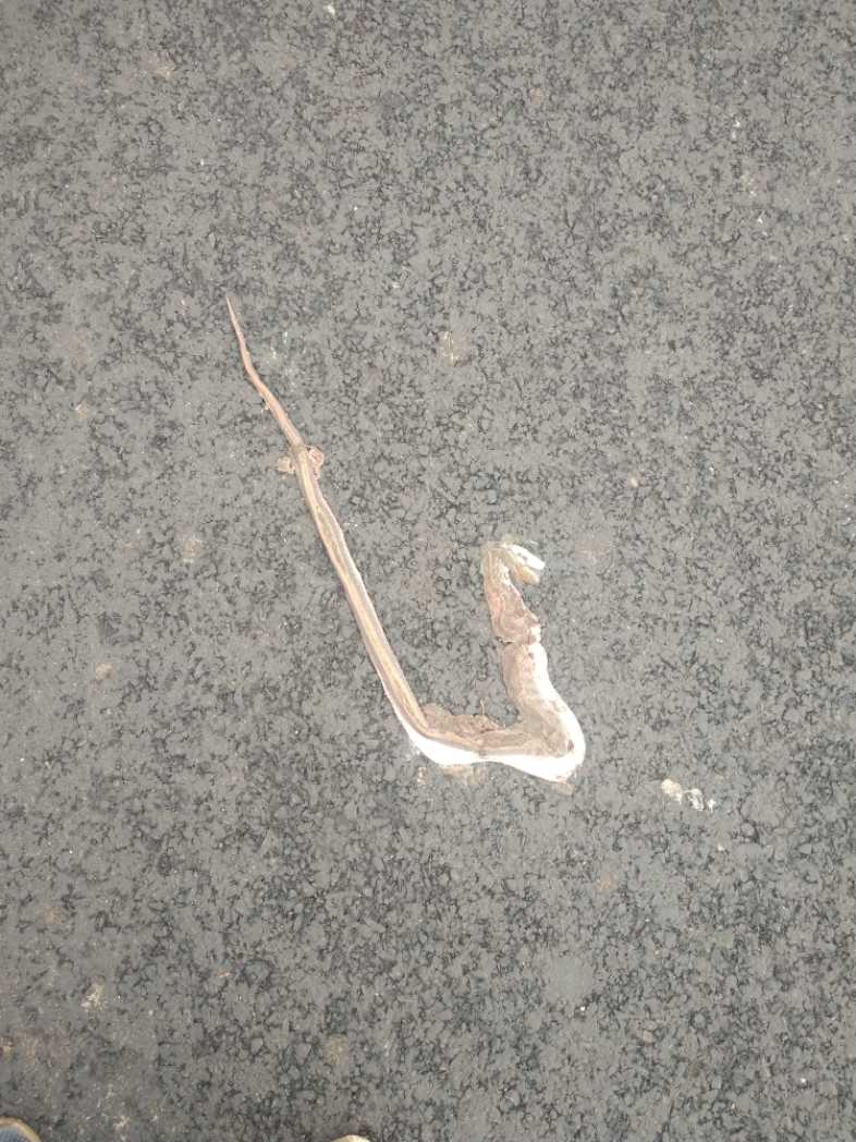 Common Trinket / सामान्य ट्रिंकेट 