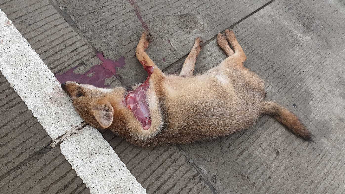 Indian Golden Jackal / सियार