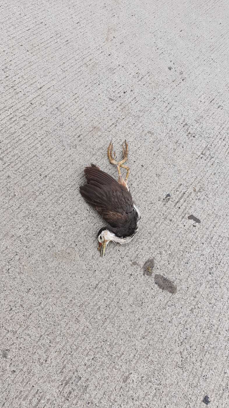 White-Breasted Waterhen / सफेद छाती वाली जलमुर्गी