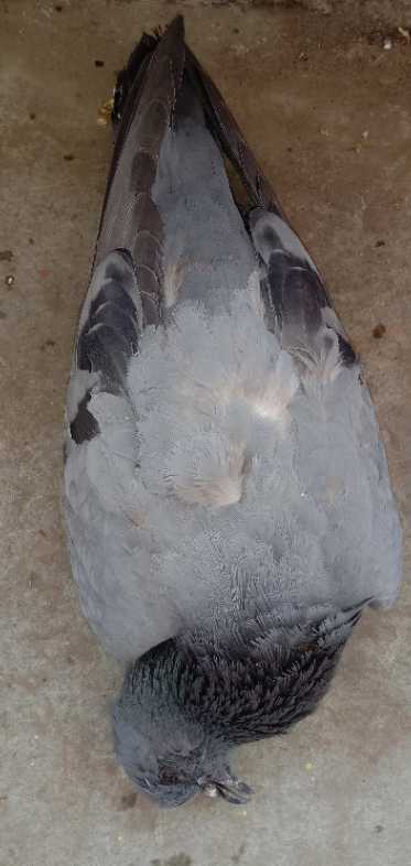 Rock Pigeon / कबूतर/गोला कबूतर/चट्टानी कबूतर