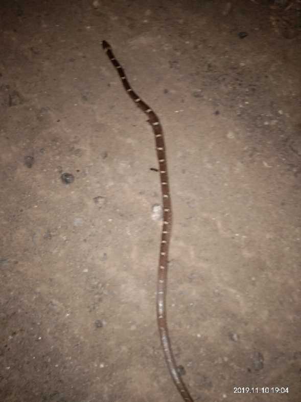 Common Trinket / सामान्य ट्रिंकेट 