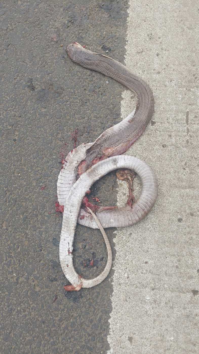 Indian Spectacled Cobra / नाग