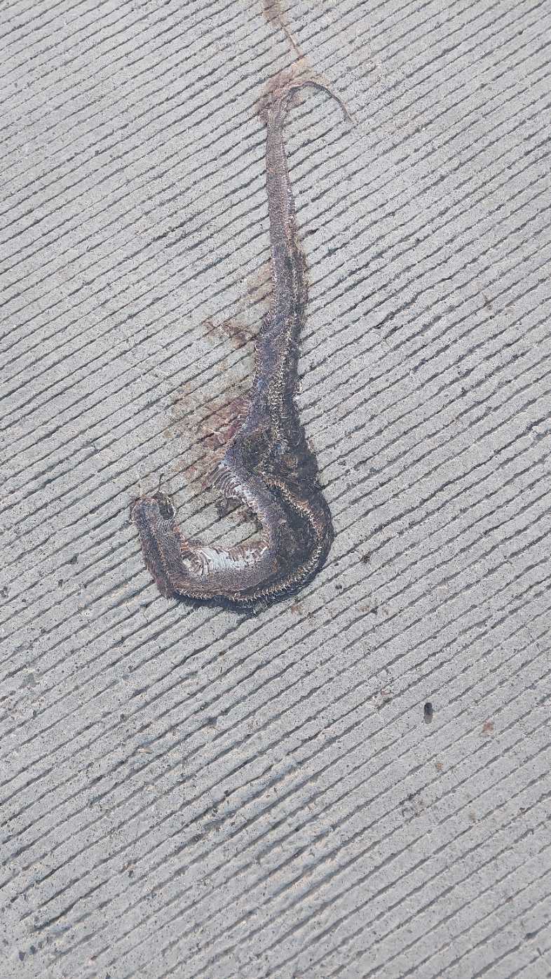 Indian Spectacled Cobra / नाग