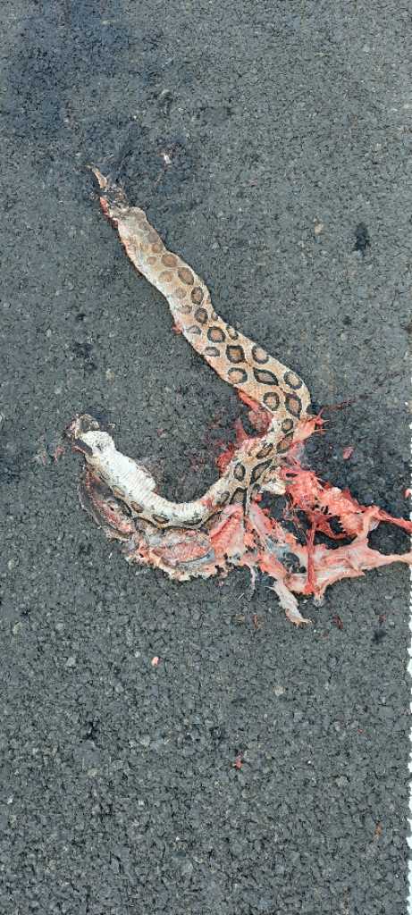 Russell's Viper / रसेल वाइपर