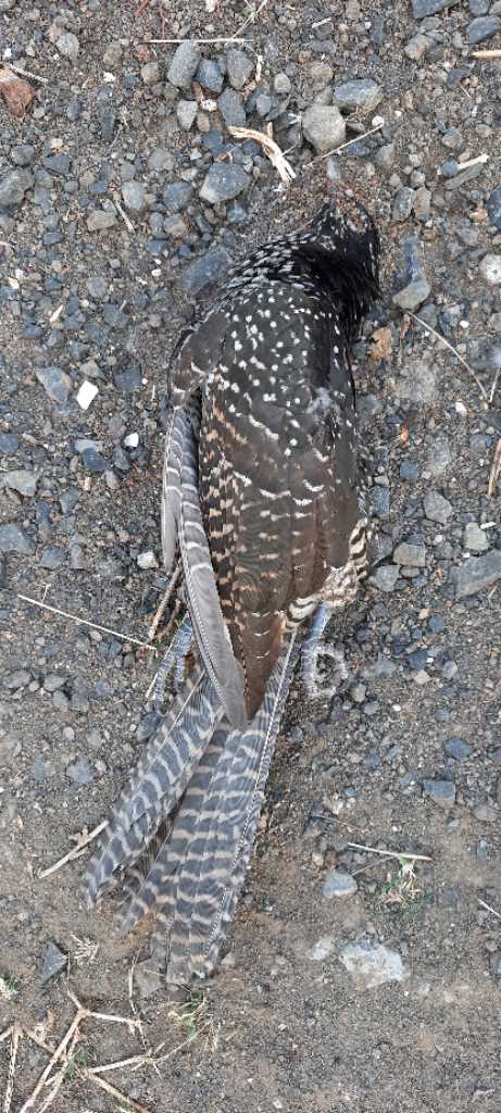 Asian Koel / कोयल
