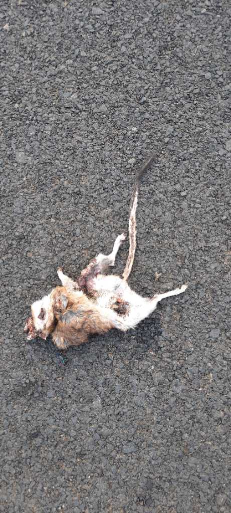 Indian Gerbil / भारतीय जेरबिल