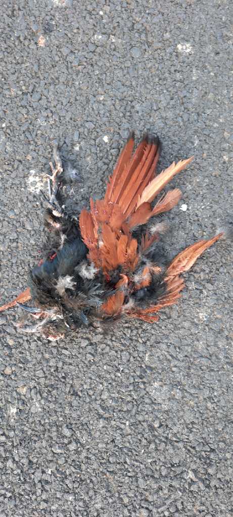 Greater Coucal / भारद्वाज/कूका/महोखा