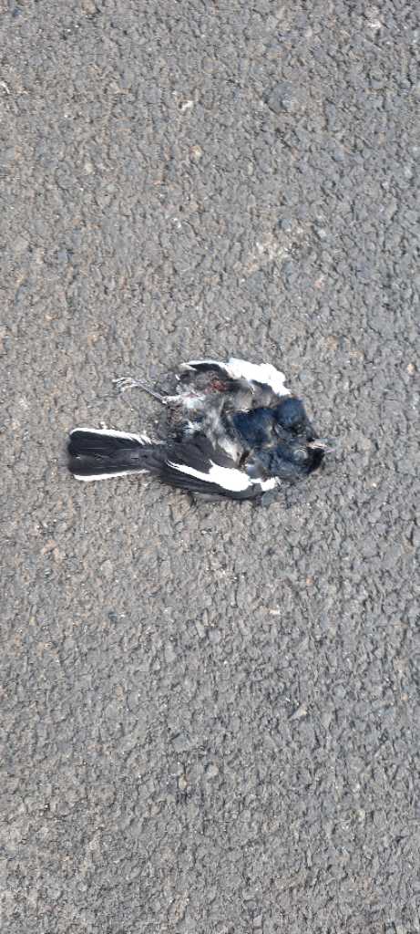 Oriental magpie robin / दयाळ